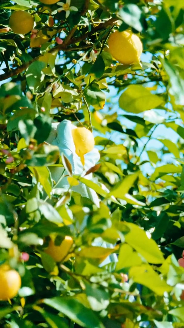 Limonar de Santomera