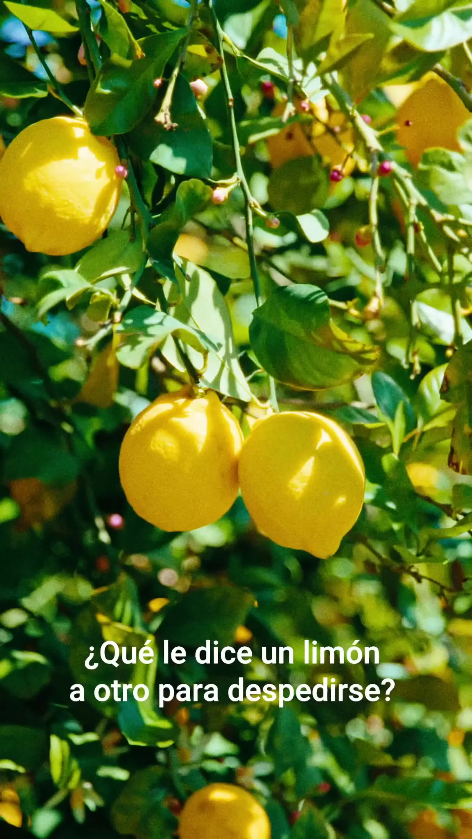 CHISTES DE LIMONES - ÁCIDO UN PLACER